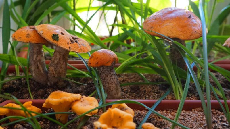 Высаживание грибов